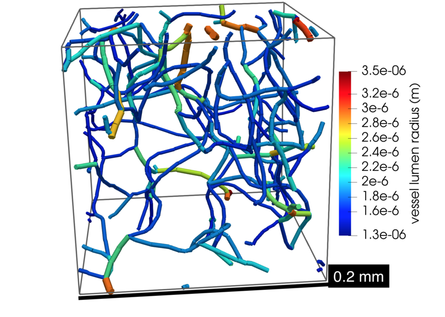 Blood flow in small networks